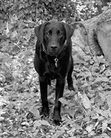 Ringo - Chief Greeting Officer